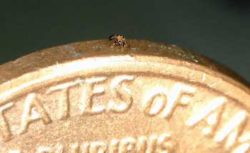 Northwestern Engineers Create the Smallest-Ever Remote-Controlled Walking Crab-Shaped Robot