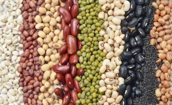 TheoryMesh Technology to Optimize Plant Protein Research and Manufacturing Scale-Up