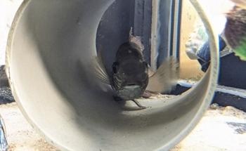 Scientists Demonstrate How Predatory Fish Cope With Their Prey’s Unpredictable Behavior