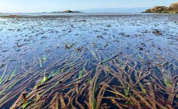 Researchers Create New AI Technique to Analyze Eelgrass Wasting Disease