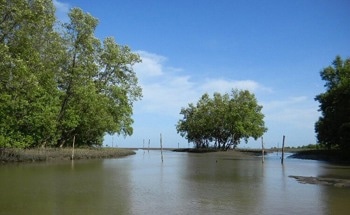 Study Shows Carbon Storage in Mangroves Can Be Tracked Using Remote Sensing