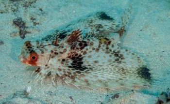 New Underwater Robot Inspired by Dactylopteridae Fish