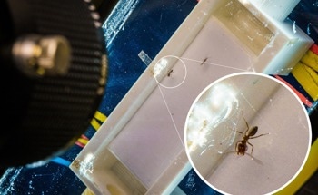 New Mathematical Relationship for Multi-Legged Animals and Bots