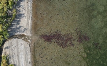 Drone Imagery Could Help Enhance Salmon Nest Counts