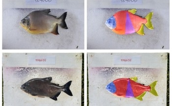 New Software Developed Helps Measure Pacus Using AI