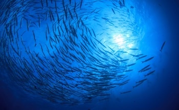Analyzing the Collective Behavior of Underwater Robots
