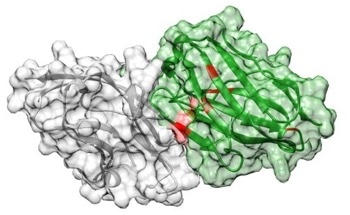 AI Accelerates the Discovery of High-Affinity Antibodies