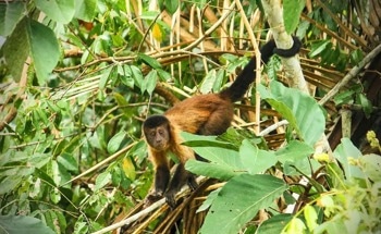 Automatic Detection of Illegal Wildlife Trade on the Internet Using AI