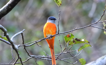 Acoustic Detection Dataset of Birds in Montane Forests
