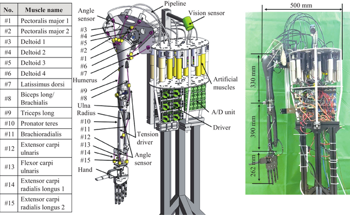 Analyzing a Chain of Brain-Inspired Robots for Systematic Application