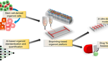 Artificial Intelligence to Perform Real-Time Diagnostics of Organoids