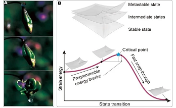 Novel Structures for Use in the Robotics Field
