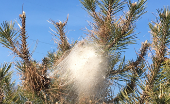 Pest Control with Drones and Deep Learning