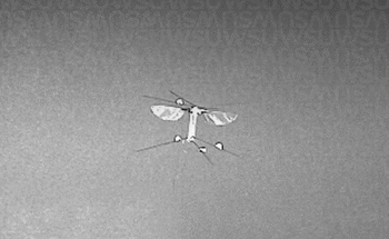 Robotic Bee Flies in All Directions