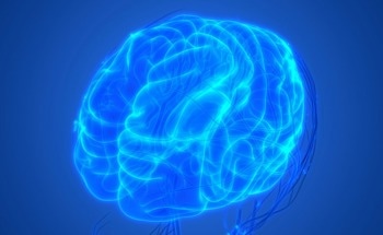 AI Velocimetry Measurements Accurately Show Brain Fluid Flow
