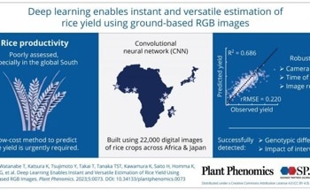 Estimating Rice Yield with a Convolutional Neural Network Model