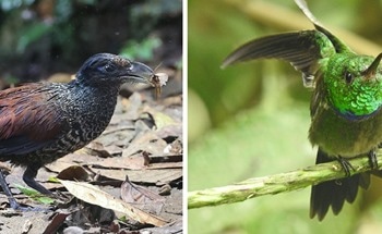 AI Systems Recognize Tropical Rainforest Biodiversity