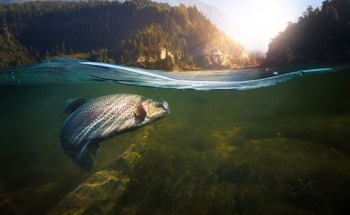 AI-Powered Enumeration and Monitoring of Wild Salmon