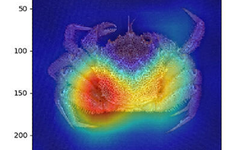 AI Outperforms Humans in Crab Gender Classification