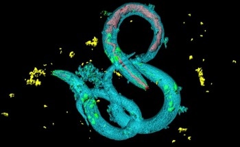 New AI Method Unveils Complex Behavior in Worm Neurons