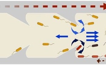 New Catheter Design Thwarts Bacteria's Sneaky Swimming Technique