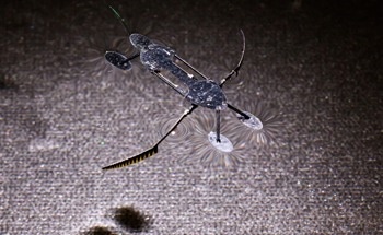 New Unimorph SMA-Based Actuator for Microrobotics