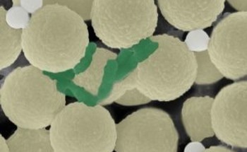 Microrobotic Swarms Tackle Microplastics and Bacteria Pollution
