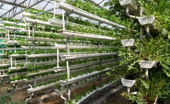Enhancing Hydroponic Farming Through AI and IoT