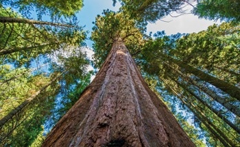 The Role of AI and Drones in Environmental Conservation