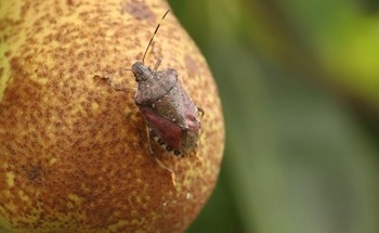 AI-Powered Drones for Automated Pest Monitoring