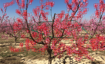 Flower-Counting AI to Help Fruit Farmers Predict Crops