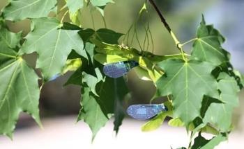 Mini Robot Mimics Maple Seed for Environmental Monitoring