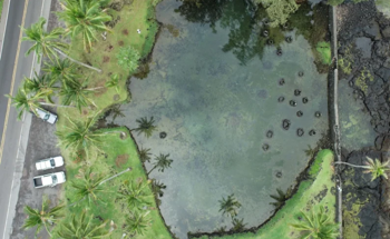 New Tool Aids Restoration and Resilience of Loko i'a