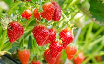 CES-YOLOv8 Revolutionizes Strawberry Ripeness Detection