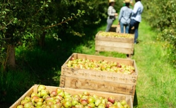 HDMNet Object Detection Technique Automates Pear Harvest