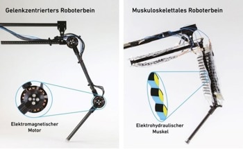 Artificial Muscles Propel a Robotic Leg to Walk and Jump