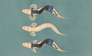 Paleo-Robots Reveal Secrets of Early Land Animals