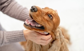 AI Detects Heart Murmurs in Dogs