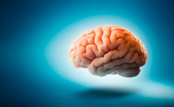 New Study Uses fMRI and Machine Learning to Explore Brain Function