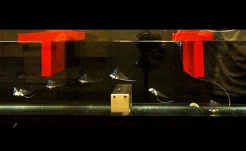 Soft Robot Mimics Manta Ray for Enhanced Underwater Performance