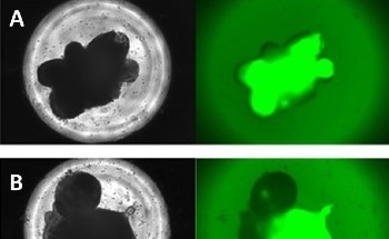 The Future of Organoid Research: AI-Powered Insights