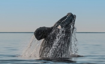 New AI System Guides Ships Away from Endangered Whale Habitats