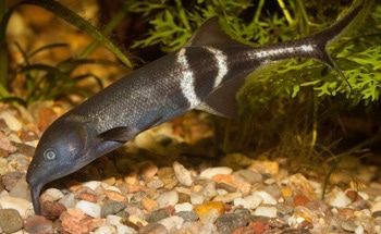 Electric Fish Inspire Smarter Robotics with Collective Sensing