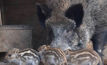 AI-Powered Emotion Detection for Wildlife Management