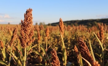AI-Powered Hyperspectral Imaging Enhances Sorghum Nutrient Detection with Machine Learning