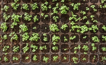 AI Phenotyping for Efficient and Accurate Crop Breeding