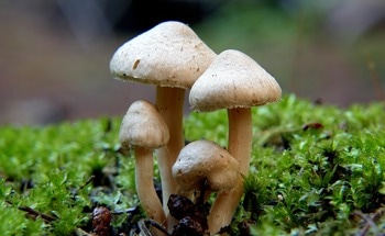 Robots Unveil the Hidden Strategy of Fungal Networks in Plant Symbiosis