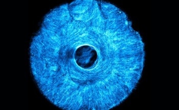 3D-Printed Stamps Enable Growth of Complex, Multidirectional Muscle Tissue