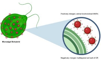 Magnetically Controlled Biohybrid Robots for Viscous Fluids