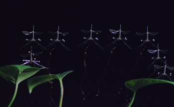 RoboBee Achieves Controlled Landing with New Leg Design and Controller